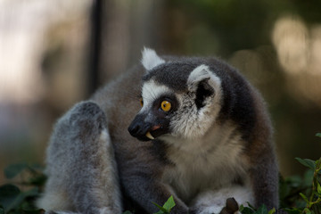 Naklejka na ściany i meble Ring-tailed lemur on the branch 