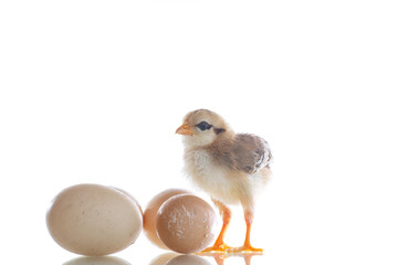 Fototapeta premium pretty cute chick with eggs