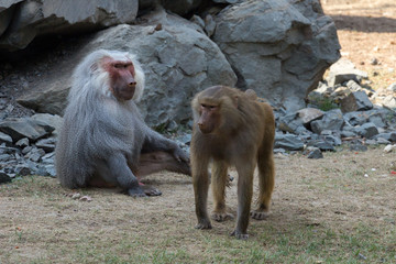 Obraz premium adult male and female baboon hamadryad 