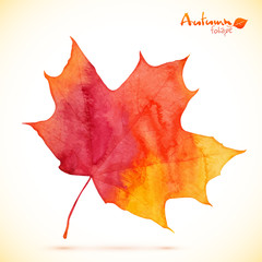 Watercolor red maple vector leaf