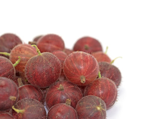 Stachelbeeren, Ribes uva-crispa, Gooseberries