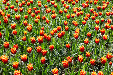 Fresh spring tulips growing in the Keukenhof Park