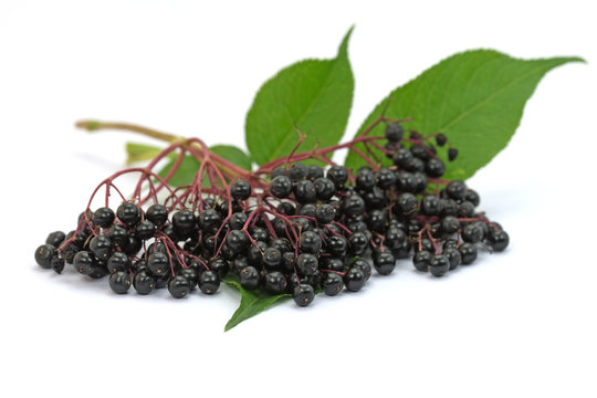 Holunderbeeren, Schwarzer Holunder, Sambucus nigra