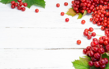 Guelder rose on a white wooden background. Autumn concept