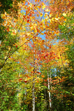 Autumn foliage with red, orange and yellow fall colors in the Adirondacks, New York State