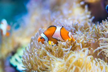 Fototapeta na wymiar Amphiprion ocellaris - clownfish