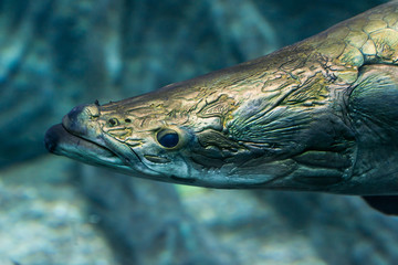 Arapaima gigas