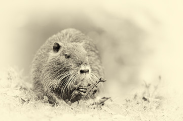 The muskrat (Ondatra zibethicus). Vintage effect