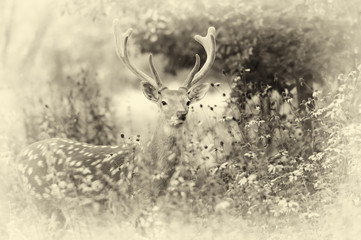 Close whitetail deer. Vintage effect