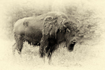 Mâle de bison dans la forêt. Effet vintage