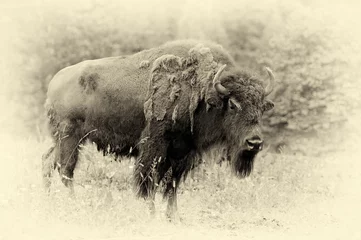 Zelfklevend Fotobehang Mannetje van bizon in het bos. Vintage-effect © byrdyak