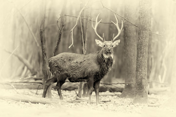 Whitetail buck deerstag in forest. Vintage effect