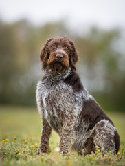 German wirehaired pointer dog outdoors in nature