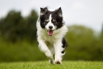 Happy and smiling Border Collie  dog running