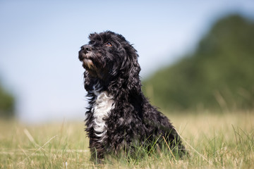Cocker spaniel dog