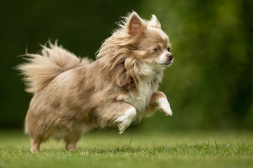 Small Chihuahua Dog