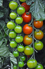 Fototapeta na wymiar Red and green vine tomatoes