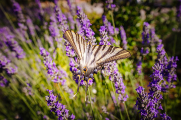 Scarce swallowtail butterfly (Iphiclides podalirius)