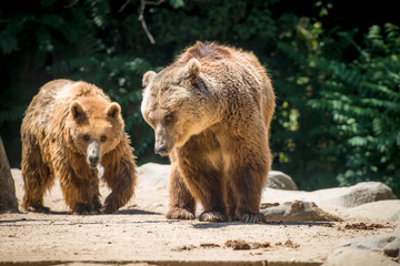 Brown bears (Ursus arctos) in Madrid zoo; Spain