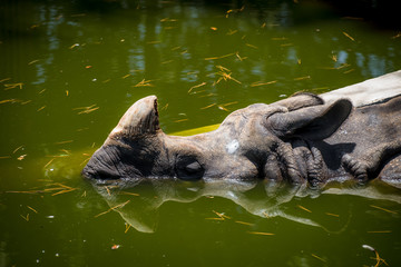 Fototapeta premium The Indian rhinoceros (Greater one-horned rhinoceros) swimming