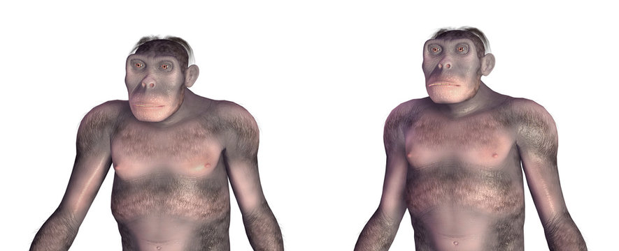 Homo Habilis - Die Evolution des Menschen