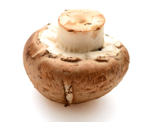fresh mushroom on a white background