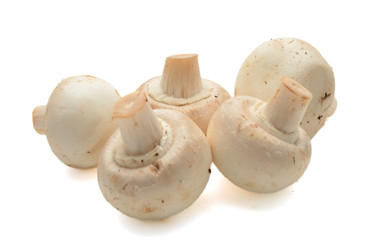 fresh mushroom on a white background