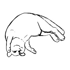 The cat lies on the back