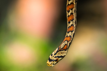 Snake isolated on green