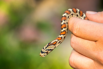 Snake in hand isolated on green