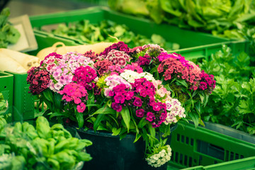 Beautiful carnation flowers at an european market