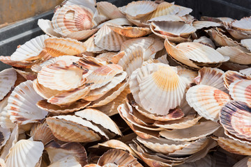Scallop shells heap
