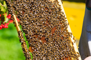 Family bee