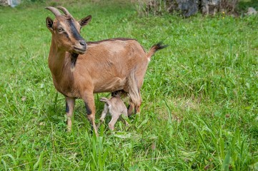 capra
