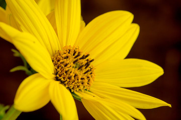 Rudbeckia bright yellow flower on dark background