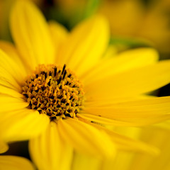 Rudbeckia bright yellow flower on dark background