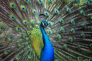 Fototapeta na wymiar Peacock showing its tail