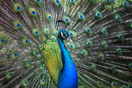 Peacock showing its tail