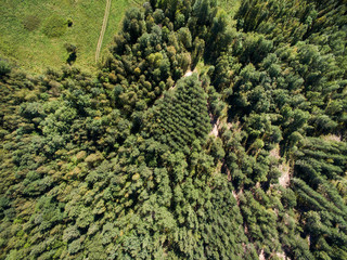 Aerial view of green field with forest at summer time 