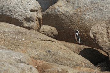animals - portrait of an african penquin in South Africa on the rocks