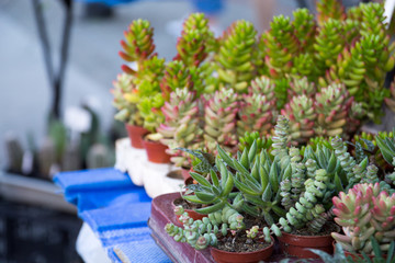 Obraz premium succulents