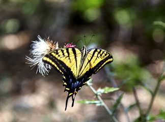 Two Tailed Swallowtail Butterfly
