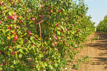 Apple trees with ripe red fruits in the orchard