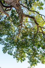 Tree Branch and Leaves with Back Light