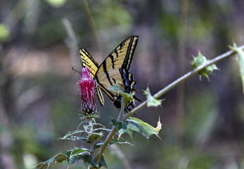 Two Tailed Swallowtail Butterfly