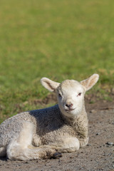 Naklejka na ściany i meble Spring Lamb Sitting in Sunshine on Metal Road with Grass in Background - Copy Space Selective Focus