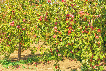 Apple trees with ripe red fruits in the garden