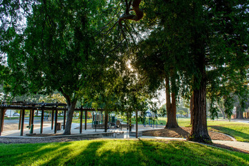 Trees in the Morning Neighborhood Park