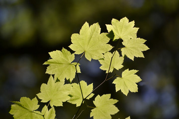 Sycamore leaves against the sun