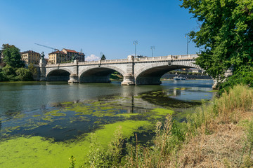 Fiume Po - Torino - Piante infestanti - myriophyllum acquaticum